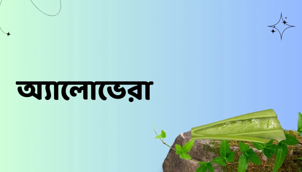 অ্যালোভেরা
